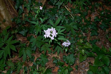 Leylak çiçekli kardamine bulbifera.