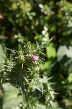 Mor çiçek ve Carduus pycnocephalus bitkisinin keskin yaprakları