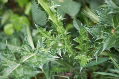 Mor çiçek ve Carduus pycnocephalus bitkisinin keskin yaprakları