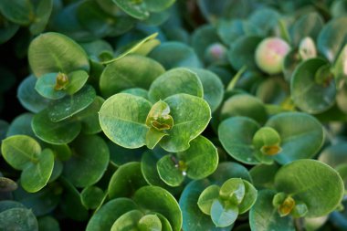 Carissa makrokarpa, kapat.