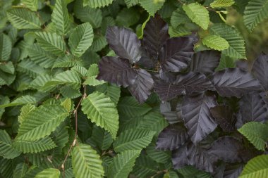 Carpinus betulus ve fagus sylvatica desenli yapraklar