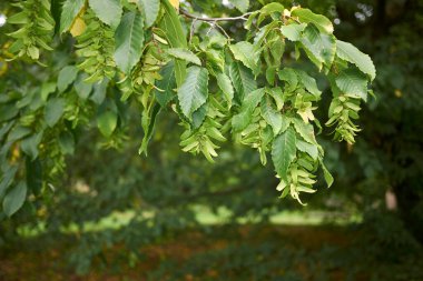 Carpinus betulus ağacının görüntüsü