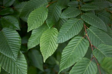 Carpinus Betulus yaklaş.