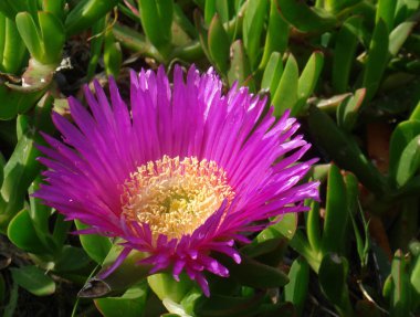 Carpobrotus edulis sulu bitki