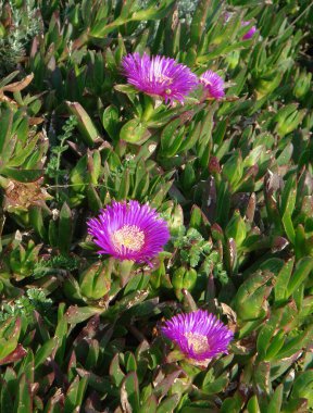 Carpobrotus edulis sulu bitki