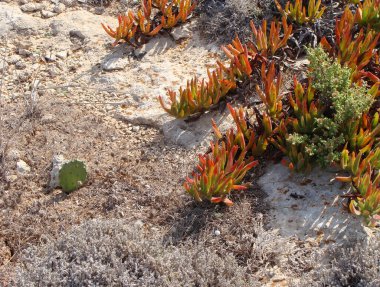Carpobrotus edulis leziz plan