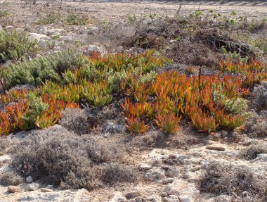 Carpobrotus edulis leziz plan