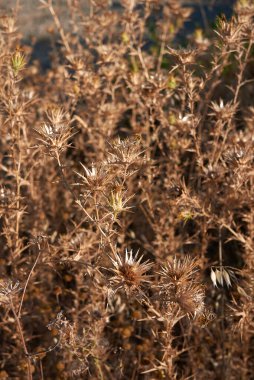 Carthamus lanatus kuru fabrikası
