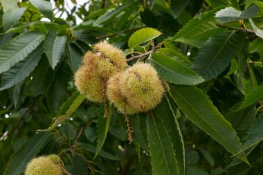 Castanea sativa ağacının görüntüsü