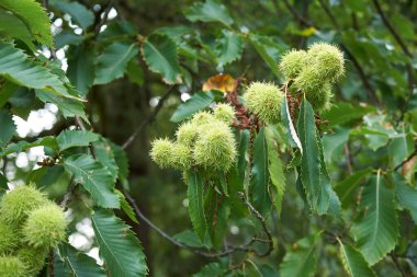 Castanea sativa ağacının görüntüsü