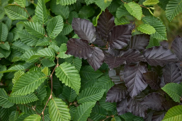 Φύλλα Carpinus Betulus Και Fagus Sylvatica Υφασμένα — Φωτογραφία Αρχείου