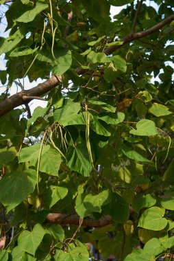 Meyveli Katalpa bignonioides ağacı