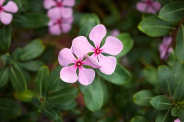 Catharanthus şişkinliğinin görüntüsü