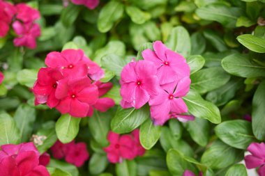 Catharanthus şişkinliğinin görüntüsü