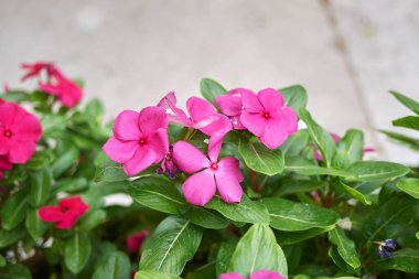 Catharanthus şişkinliğinin görüntüsü