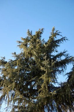 Cedrus deodara kozalaklı ağacı