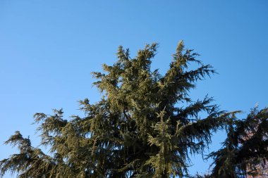 Cedrus deodara kozalaklı ağacı