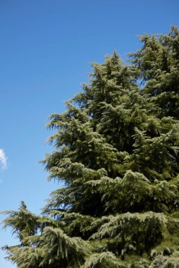 Cedrus deodara kozalaklı ağacı