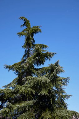Cedrus deodara kozalaklı ağacı