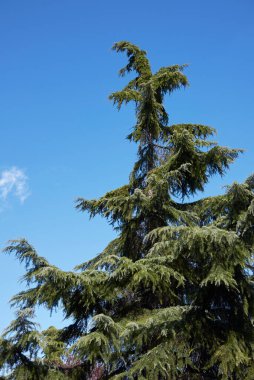 Cedrus deodara kozalaklı ağacı
