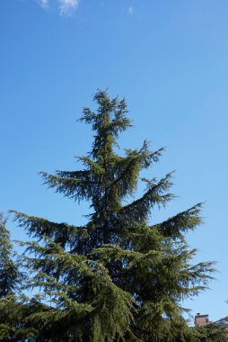 Cedrus deodara kozalaklı ağacı