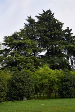 Halka açık bir parkta Cedrus deodara ağaçları