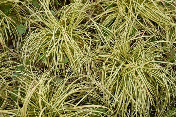 Carex oshimensis Evergold bitkilerinin farklı yaprakları