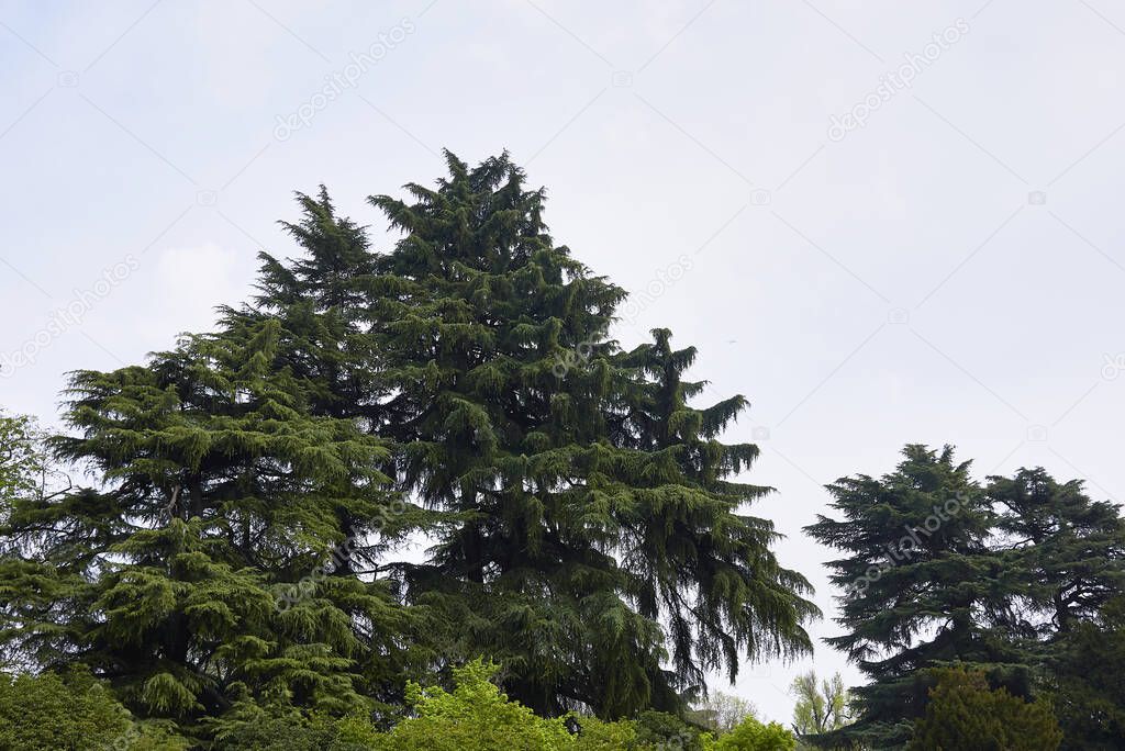 Cedrus deodara trees in a public park
