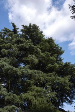 Parktaki Cedrus libani ağaçları