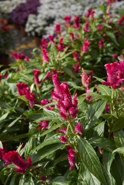 Celosia argentea 'nın kızıl kızılötesi kızıllığı