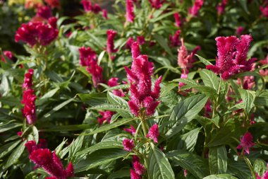 Celosia argentea 'nın kızıl kızılötesi kızıllığı