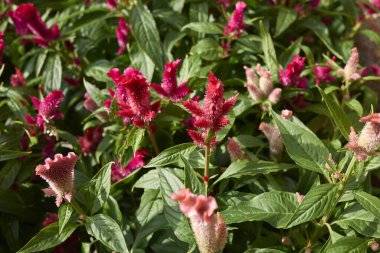Celosia argentea 'nın kızıl kızılötesi kızıllığı