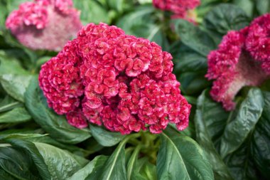 Celosia cristata bitkisel şişkinlik