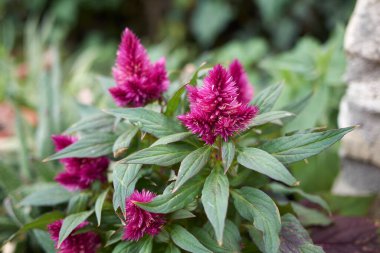 Celosia spicata mor cilt bakımı