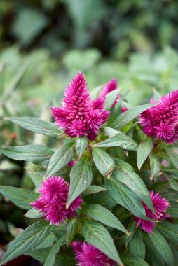 Celosia spicata mor cilt bakımı