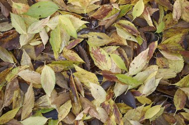 Celtis australis yere düşer.