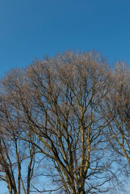 Kışın Celtis australis ağacı