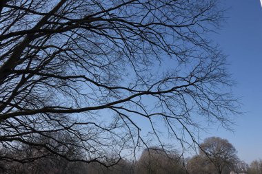 Kışın Celtis australis ağacı