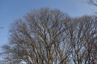 Kışın Celtis australis ağacı