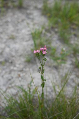 Centaurium eritraea 'nın pembe çiçekleri