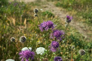 Centaurea uyuz mor çiçekleri