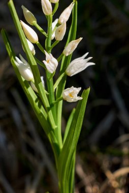 Cephalanthera longifolia beyaz çiçek