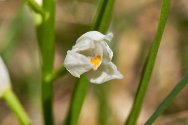 Cephalanthera longifolia beyaz çiçek