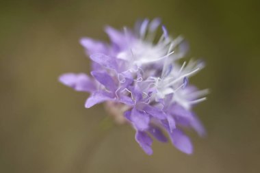 Cephalaria transsylvanica yakın çekim