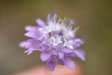 Cephalaria transsylvanica yakın çekim