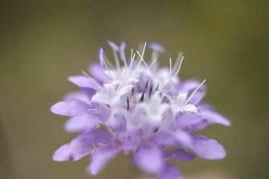 Cephalaria transsylvanica yakın çekim