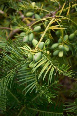 Cephalotaxus dallarının görüntüsü