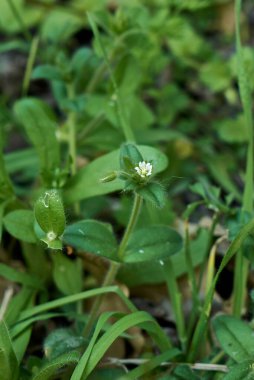 Serastium fontanyum beyaz çiçek yakın çekim
