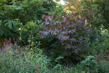 Cercis canadensis kırmızı yaprakları