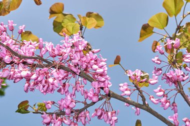 Mor çiçekli Cercis siliserum dalı